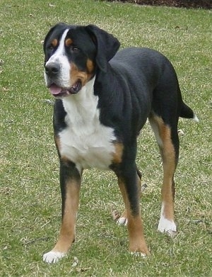 A tricolor black, tan and white Greater Swiss Mountain Dog is standing in grass. Its mouth is open and tongue is out