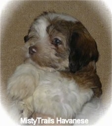 Close Up upper body shot - A white with brown and black Havanese puppy is laying on its back
