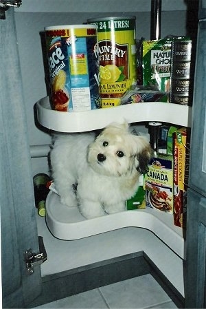 A white Havanese puppy is standing in a rotating food pantry cabinet with boxes of food next to her on the lower shelf and Country Time Lemonaide with other various food on the shelf above her.