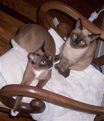 Booty and Poppy the Himbur Cats are sitting on a wooden chair 