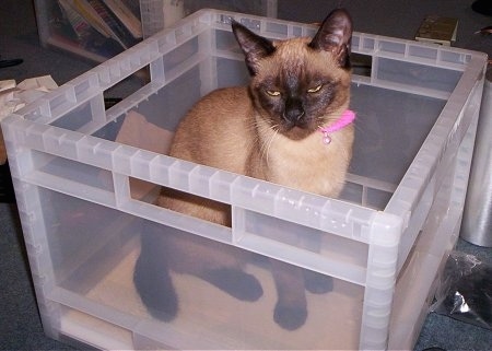 Poppy the Himbur cat is sitting in a clear plastic bin