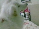 Side view head shot - A Japanese Spitz is laying in a bed and looking at a wall