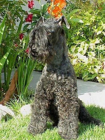 kerry blue terrier mix