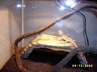  A Bearded Dragon is climbing a rock bridge towards the light of a heat lamp looking up.