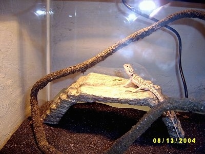 2 Month Old Bearded Dragon Diet Crickets