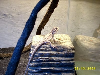 The back of a Bearded Dragon that is standing on a rock stack and it is looking to the right.