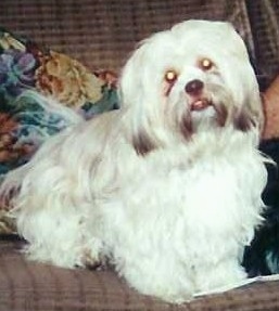 A white with grey Lhasa Apso is sitting on a brown couch and behind it is a pillow and a person petting it.