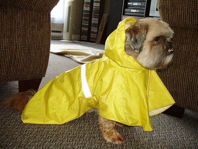 Side view - A tan with black Lhasa Apso wearing a yellow rain coat with a TV and VHS and cassette tapes on the other side of the room.