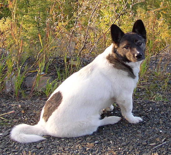 Back side view with the dog turned to look back at the camera - A short-legged, perk-eared, white with black dog is sitting in gravel in front of grass