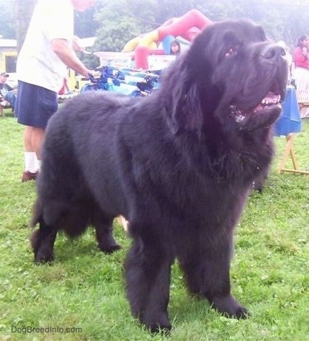 black newfoundlands