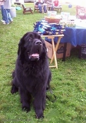 Front view - A black Newfoundland is sitting in grass and looking up. Its mouth is open. It is at an outside part. The dog has huge hanging lips.