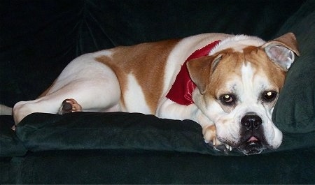 A tan and white Olde English Bulldogge is wearing a red bandanna laying down on a couch with its head hanging over the edge.