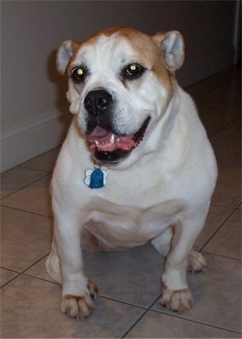 Front view - A wide-chested, white with tan Olde English Bulldogge is sitting on a tan tiled floor looking forward. Its mouth is open and it looks like it is smiling. Its head is slightly tilted to the left.