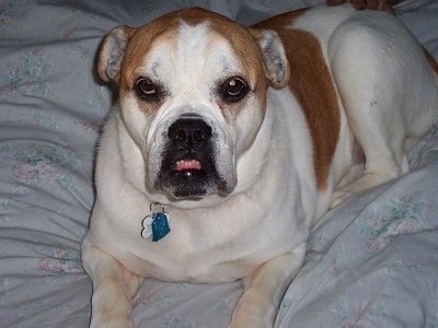 Close up view from the front - A tan with white Olde English Bulldogge is laying on a bed looking up. The dog has a large underbite
