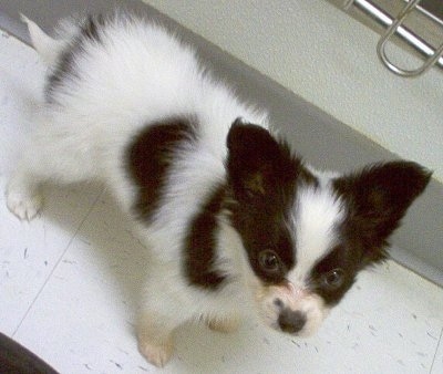 A small fuzzy, white with black Papillon Puppy is standing across a tiled surface and it is looking up and forward.