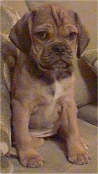 A brown with black wrinkly faced Puggle puppy is sitting on a couch and it is looking forward. The pup has a lot of extra skin.