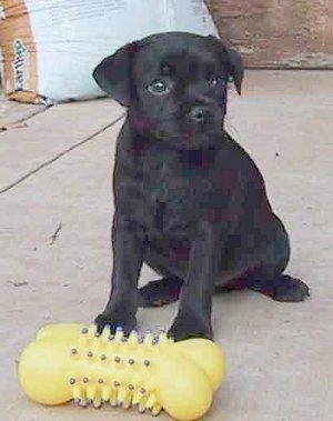Front side view - A black Patterdale Terrier puppy is sitting on a concrete surface in front of a yellow bone toy.