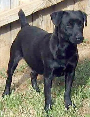 Front side view - A black Patterdale Terrier dog is standing in grass in front of a wooden fence looking forward.