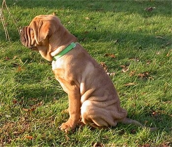 Side view of a tan Presso de Presa Mallorquin puppy sitting in grass looking to the left.