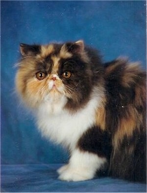 Puzzle Kirei the calico Persian cat is sitting on a blue backdrop and looking towards the camera holder