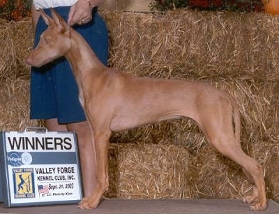 Left Profile - A brown with white Pharaoh Hound dog is standing in front of several hay bales. There is a person standing behind it. There is a show dog sign in front of them.
