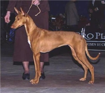 Left Profile - A brown with white Pharaoh Hound is standing on a floor at a dog show. There is a lady behind it holding its leash.