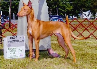 A short-haired red with white Pharaoh Hound dog is standing outside in grass posing at a dog show.