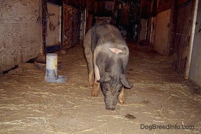 A black with pink pig is sniffing around. There is a blue and white plastic cat food dispenser next to it