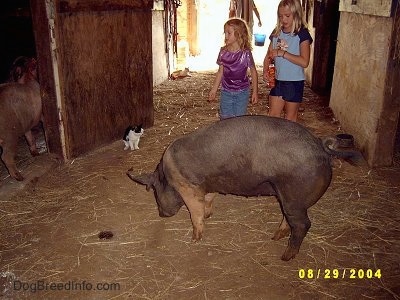 A blonde-haired girl in a blue shirt and a blonde-haired girl in a purple shirt are watching a black with pink pig sniffing through the dirt. A black with White cat is sitting against a barn door