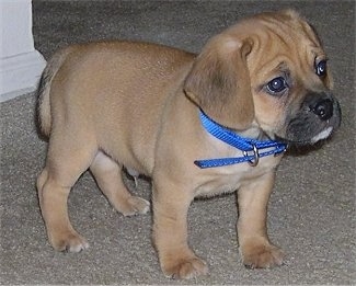 The right side of a tan with black Puggle puppy that is standing on a tan carpet facing the right.