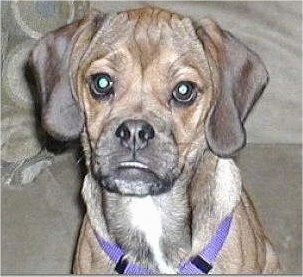 Close up head shot - A brown with black and white wrinkly faced Puggle puppy is sitting on a couch and it is looking up and forward. The dog has a lot of extra skin.