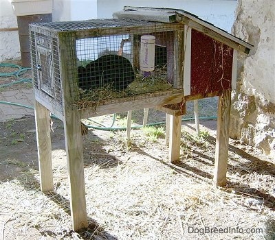 A black rabbit is standing in a hutch that is in front of a stone wall.