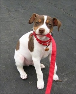 A chocolate tricolored Rat Terrier puppy is sitting on a blacktop surface and it is looking up. It has a red leash in its mouth. Its ears are set wide apart hanging down to the sides.