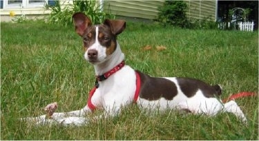 side view A chocolate tricolored Rat Terrier puppy is laying in grass and it is looking forward. It has a bone in its front paws. Its legs are long. One of its ears is standing up and the other is folded over to the front.