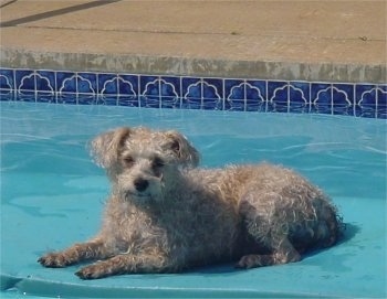 The left side of a tan Schnoodle dog that is laying on top of a floating raft on an inground pool. 