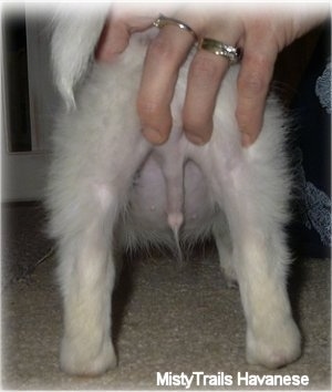 The backside of a short-haired white Havanese puppy. There is a hand above its backside