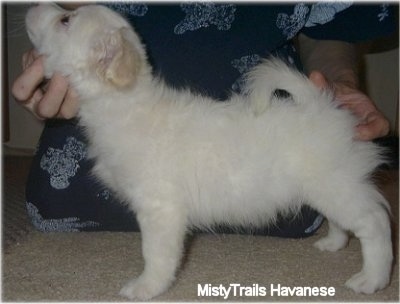 A short-haired white Havanese puppy is standing on a tan carpet and looking up with a lady behind it posing it in a stack