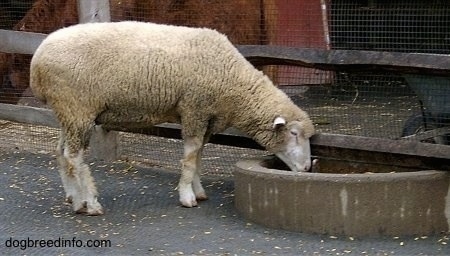 Right Profile - A Sheep is drinking water out of a well.