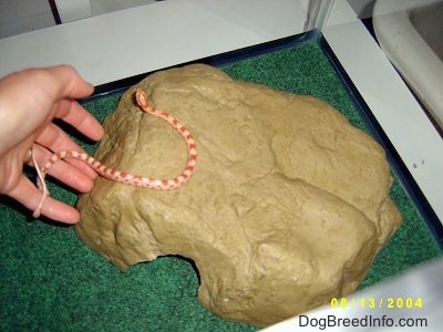 A snake is being placed on a fake rock hide-a-way in a glass cage enclosure