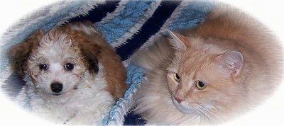 A brown with white and black Havanese puppy is laying next to an orange cat on top of a crocheted blanket. The cat is larger than the dog.