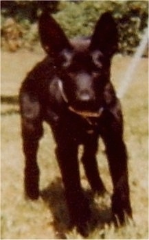 A black German Sheprador with perk ears is walking around in a field