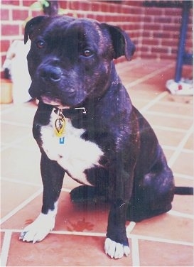 Close up - A wide chested, muscular, black with white Staffordshire Bull Terrier dog sitting across a brick porch surface and it is looking forward. The dog has brown eyes.