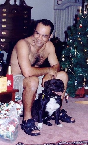 A black with white Staffordshire Bull Terrier is sitting across a carpeted surface and there is a shirtless man sitting behind him. There is a Christmas tree across from them.