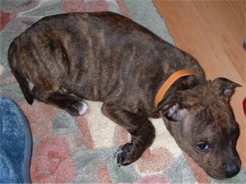 Top down view of a brown brindle Staffordshire Bull Terrier puppy that is laying down across a rug.