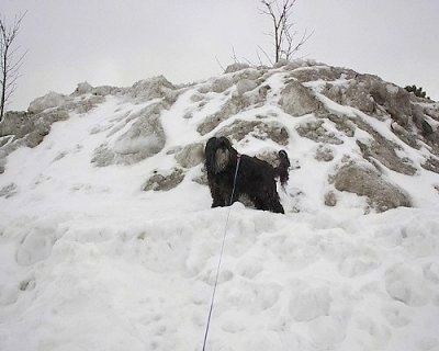 A dark gray with light gray on its chin Tibetan Terrier dog standing across snow on a hill and it is looking to the right.