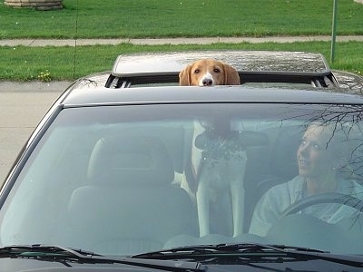 A Treeing Walker Coonhound is standing in a vehicle and it is sticking its head out of a sunroof. There is a lady sitting in the drivers seat next to it and she is looking at the dog smiling.