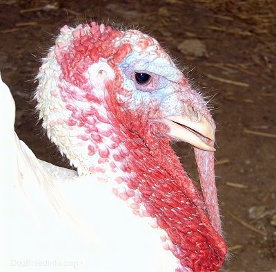 Close Up - The head of a male turkey with a lot of red on its face.