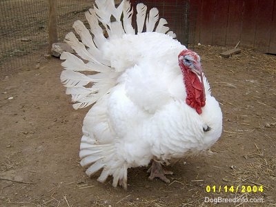 A large fluffed out white and red turkey is standing in front of red barn.