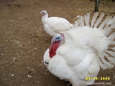 A large fluffed out male turkey is standing next to a female turkey in a dirt field