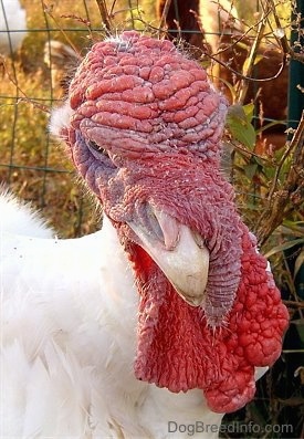Close up head shot - A white turkey whose red snood is hanging over towards the side of its mouth.
